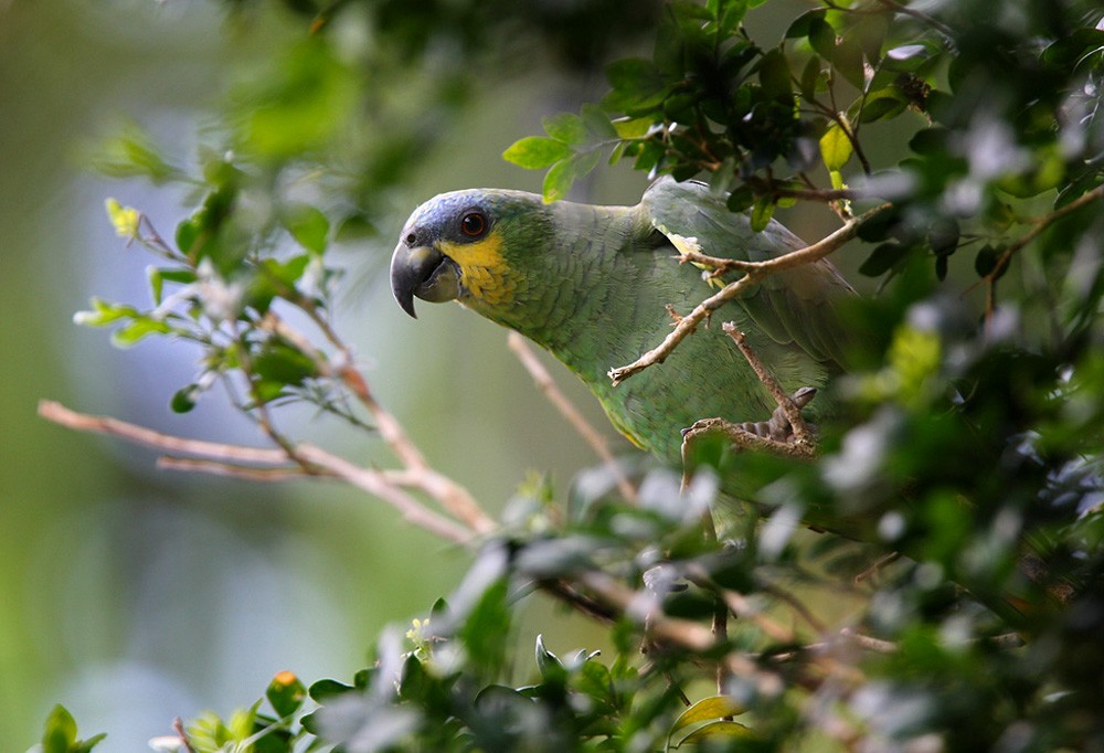 Orange-winged Parrot - ML206038971