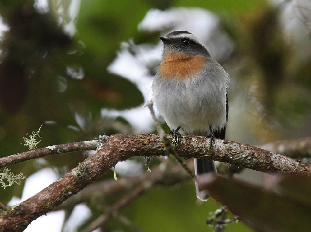 Rufous-breasted Chat-Tyrant - ML206039181