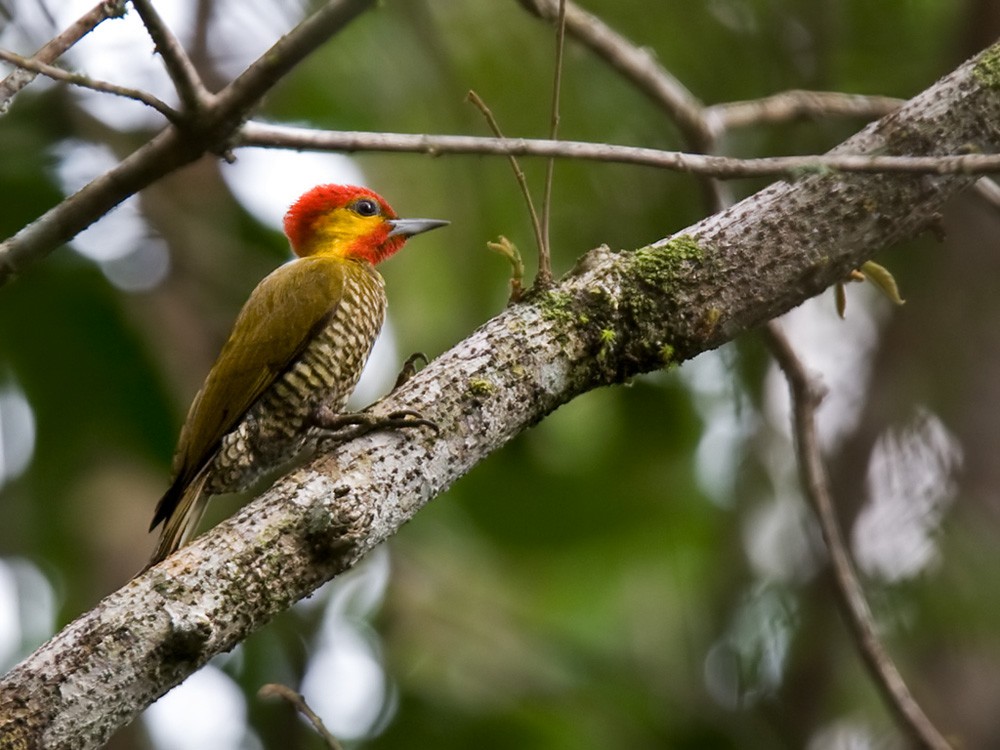 Yellow-throated Woodpecker - ML206039331