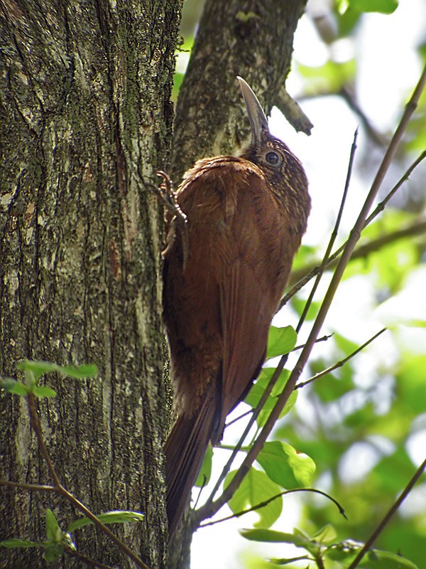 Black-banded Woodcreeper - ML206039551