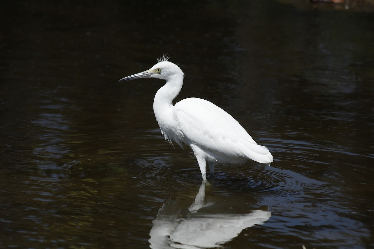 Snowy Egret - Esme Rosen