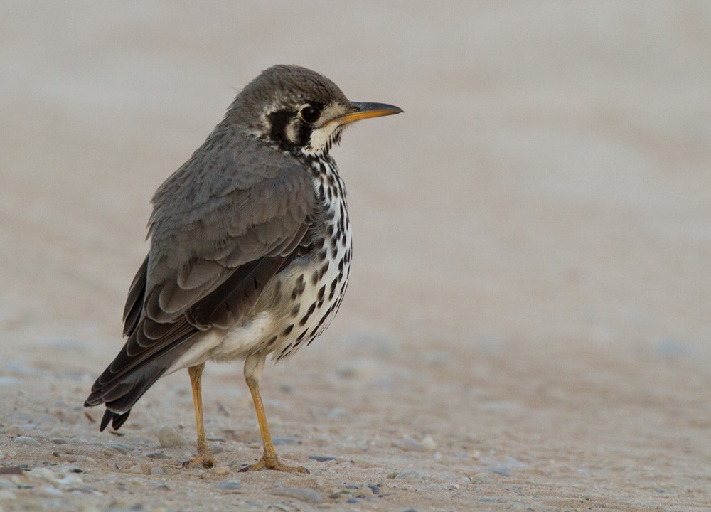 Groundscraper Thrush - ML206039751