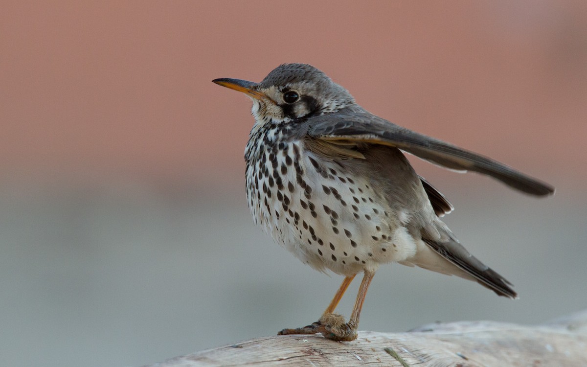 Groundscraper Thrush - ML206039761