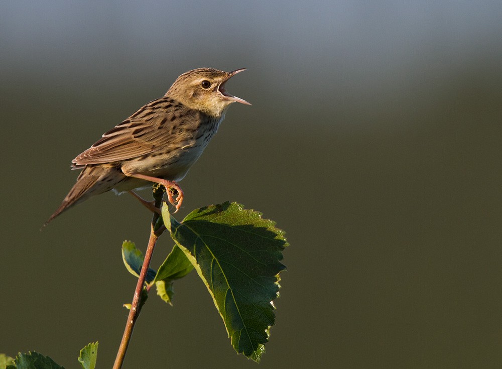 Lanceolated Warbler - ML206039791