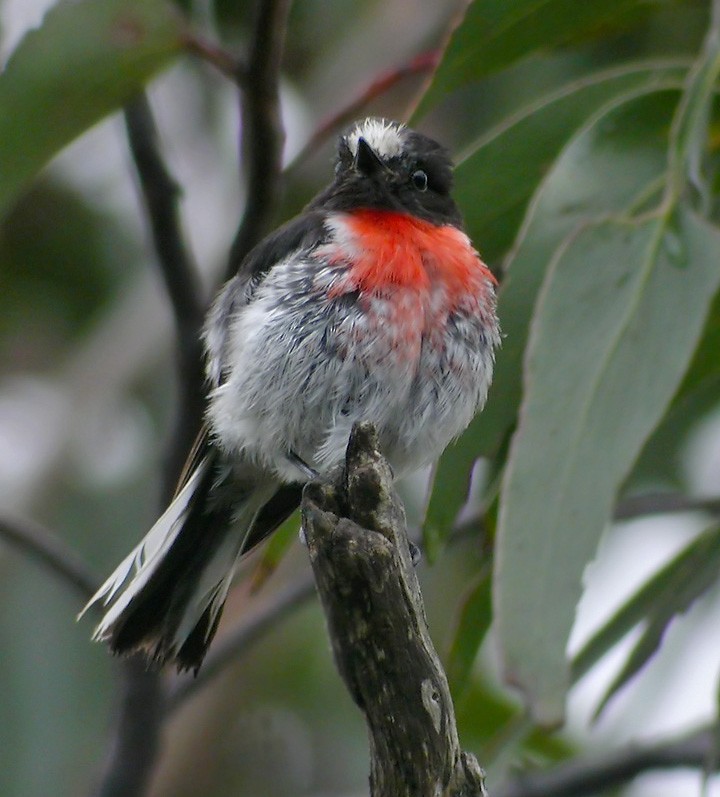 Scarlet Robin - ML206039901