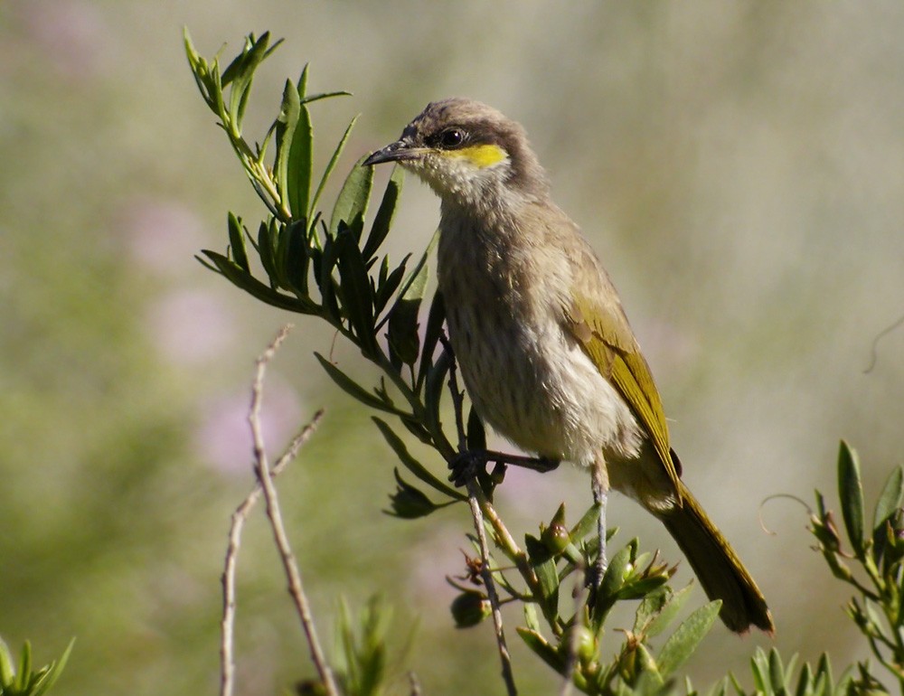 Singing Honeyeater - ML206039941