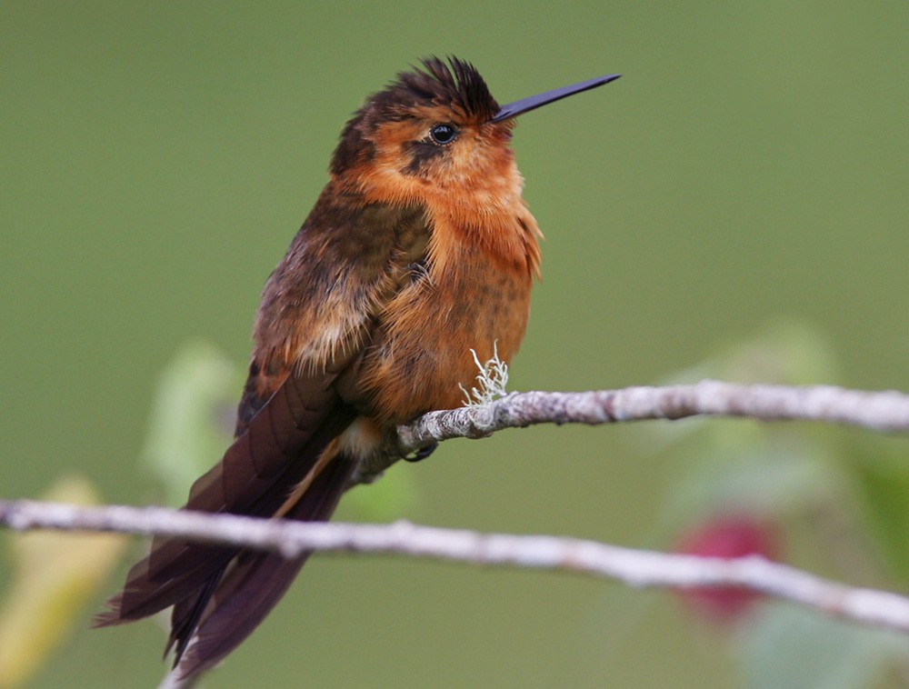 Shining Sunbeam - Lars Petersson | My World of Bird Photography