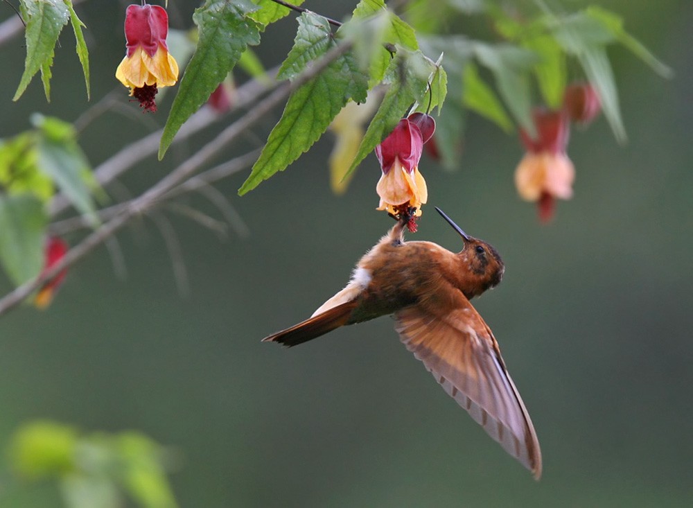 kolibřík duhovohřbetý - ML206040261