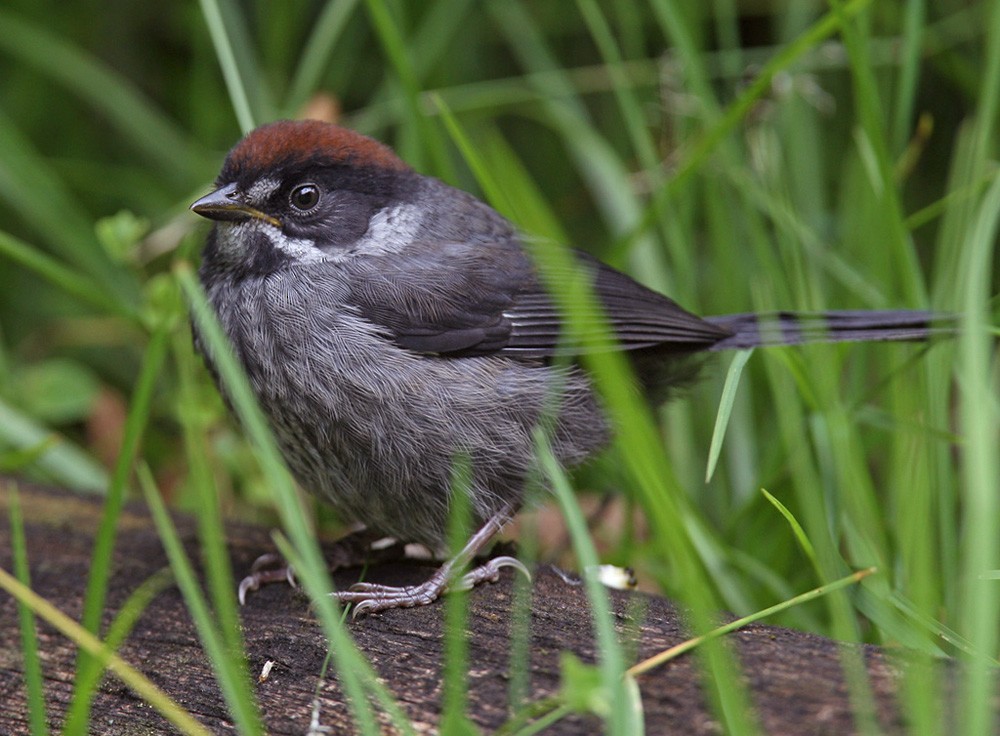 Atlapetes Pizarroso (grupo schistaceus) - ML206040311