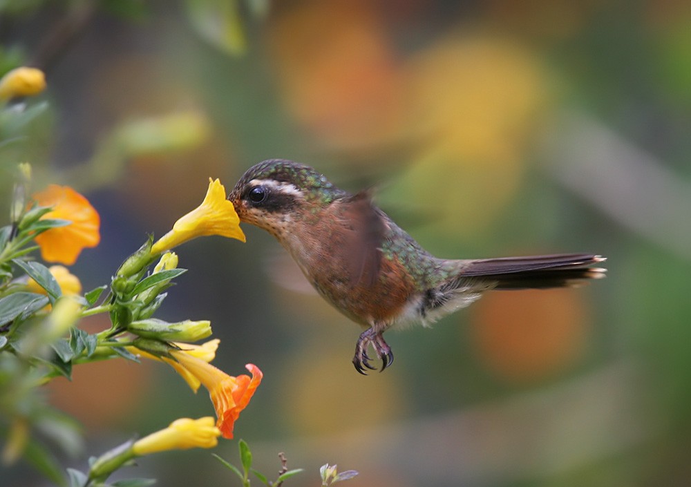 Speckled Hummingbird - ML206040371