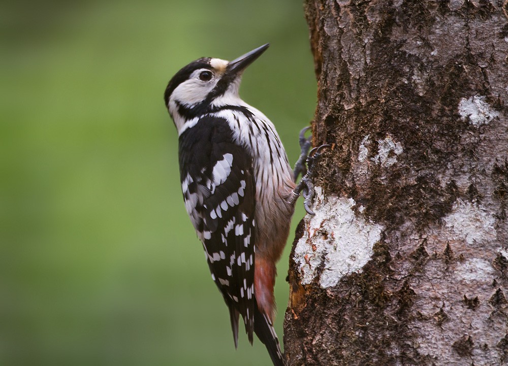 White-backed Woodpecker (White-backed) - ML206040611