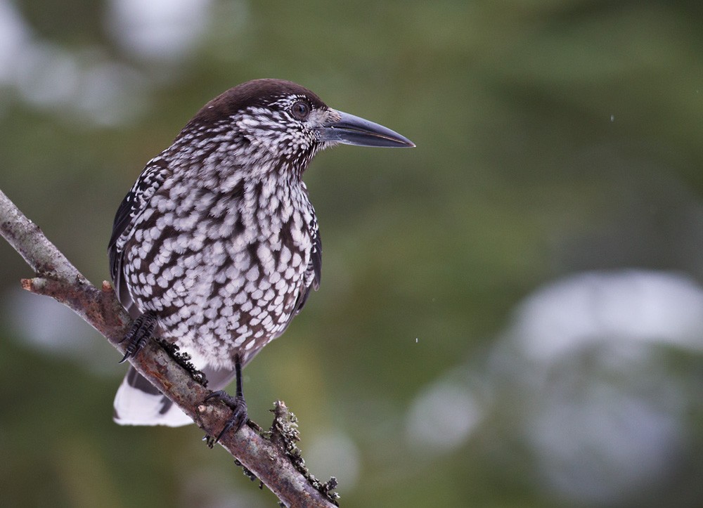 Eurasian Nutcracker (Northern) - ML206040641