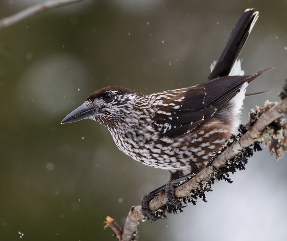 Eurasian Nutcracker (Northern) - ML206040651