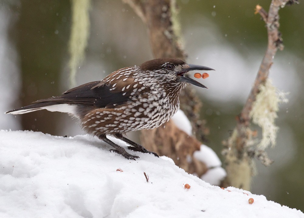 Eurasian Nutcracker (Northern) - ML206040661