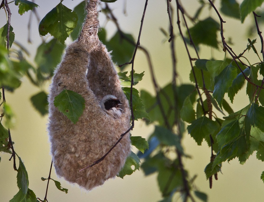 Eurasian Penduline-Tit - ML206040701