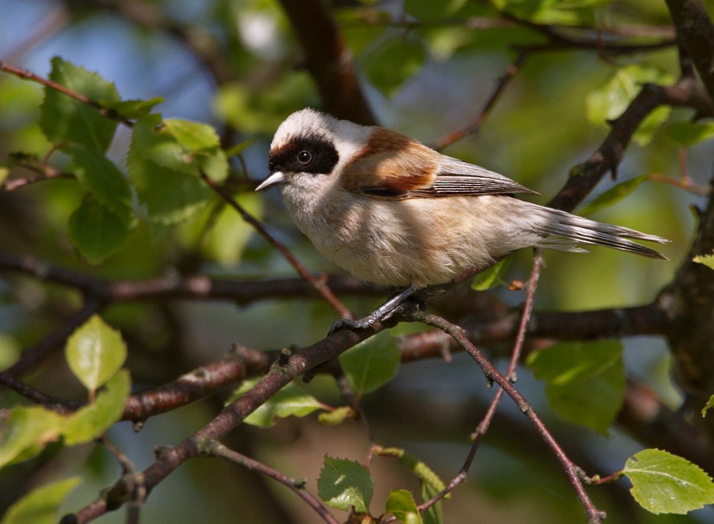 Eurasian Penduline-Tit - ML206040711