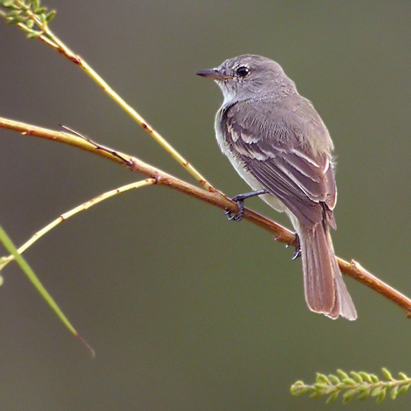 Rough-legged Tyrannulet - Lars Petersson | My World of Bird Photography