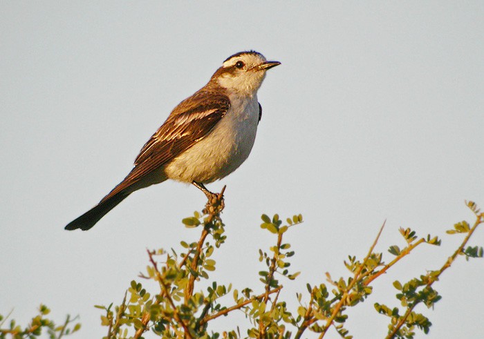 Black-crowned Monjita - ML206040801