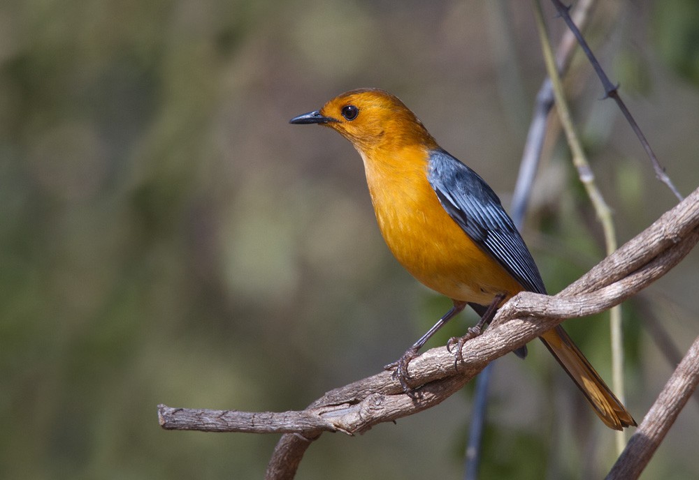 Red-capped Robin-Chat - ML206040841
