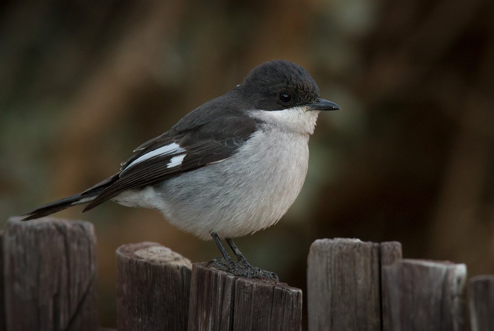 Fiscal Flycatcher - ML206040891