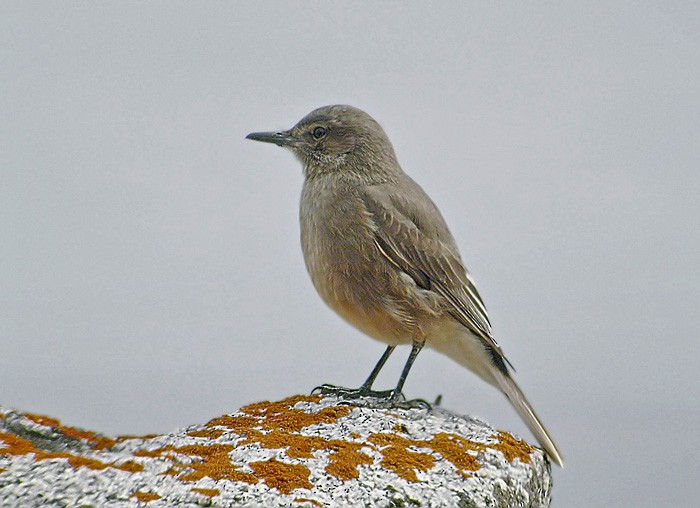 Black-billed Shrike-Tyrant - ML206040921