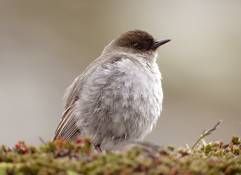 Dormilona Carinegra (mentalis) - ML206040941