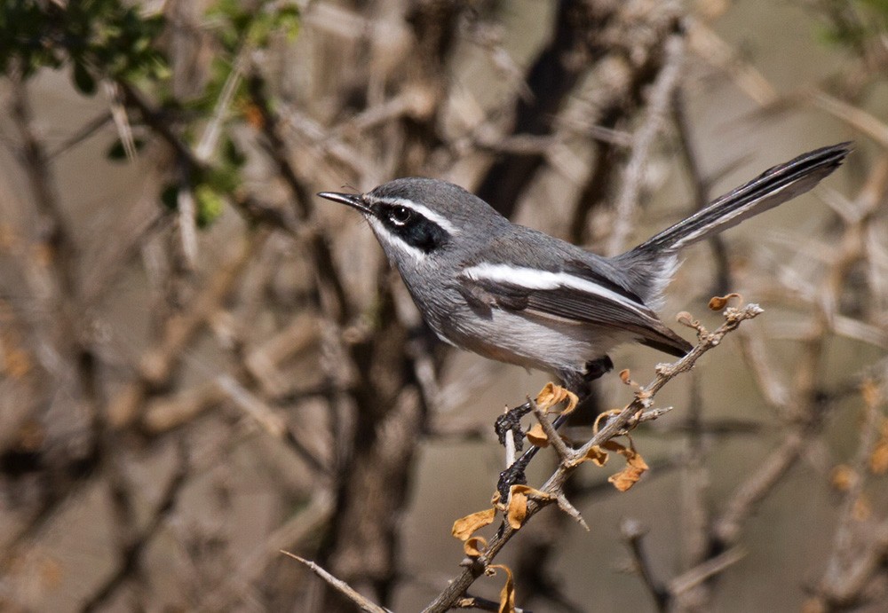 Fairy Flycatcher - ML206040991