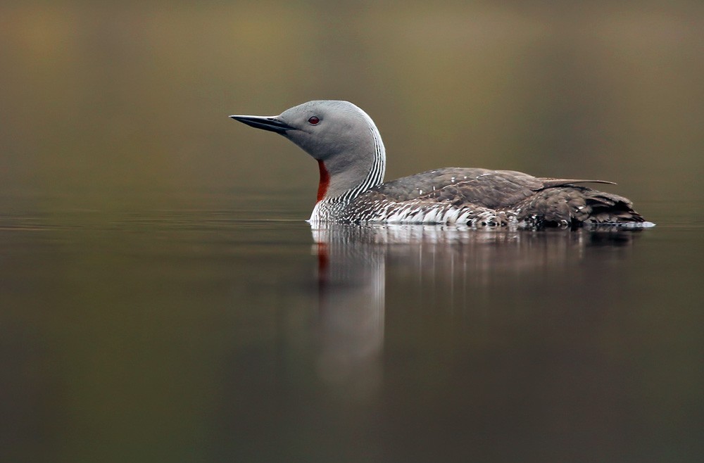 Red-throated Loon - Lars Petersson | My World of Bird Photography
