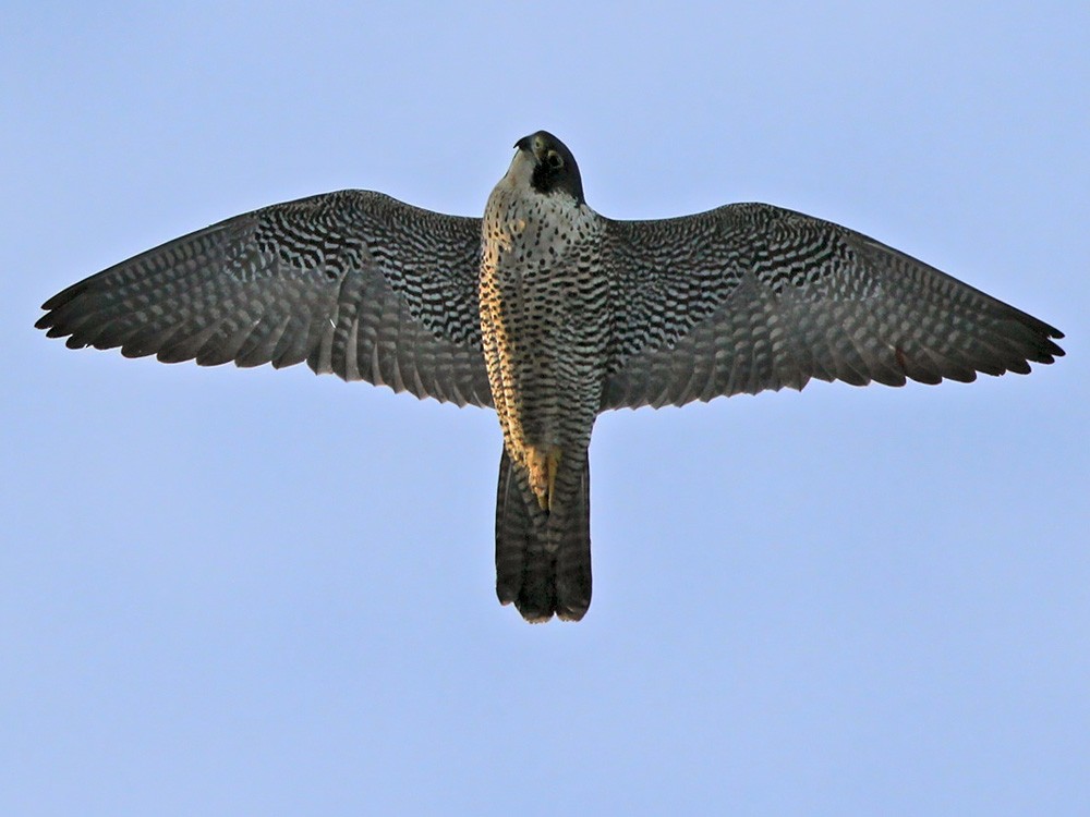 Halcón Peregrino (grupo peregrinus) - ML206041281