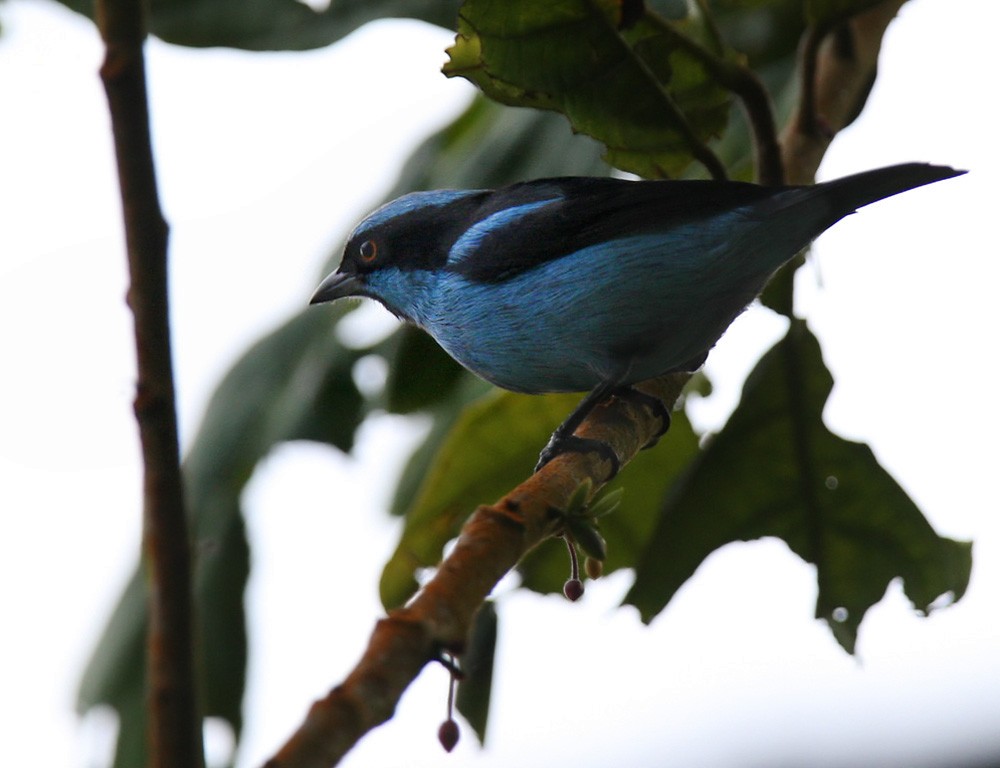 Turquoise Dacnis - Lars Petersson | My World of Bird Photography