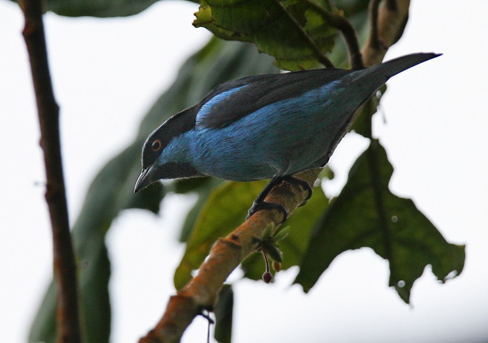 Turquoise Dacnis - ML206041461