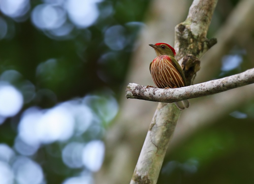 Striolated Manakin - ML206041481