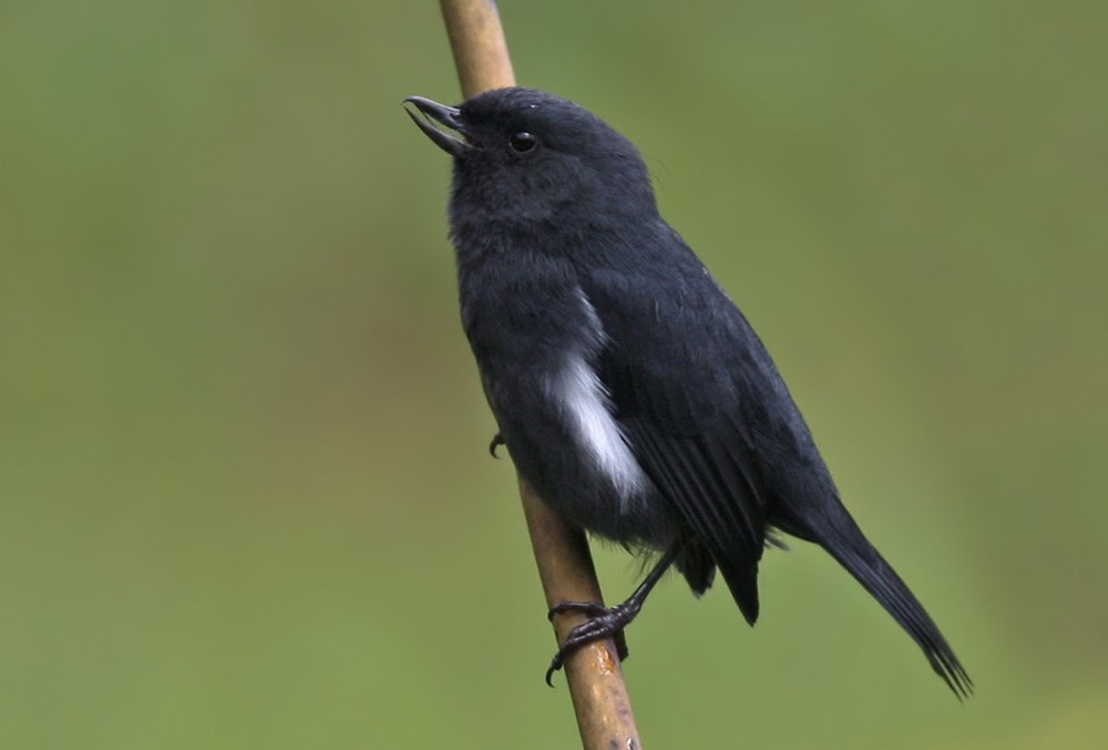 White-sided Flowerpiercer - Lars Petersson | My World of Bird Photography