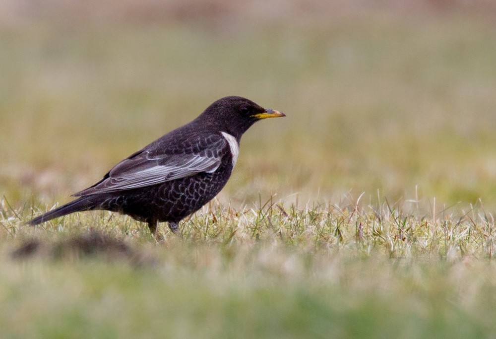 Ring Ouzel (Northern) - Lars Petersson | My World of Bird Photography