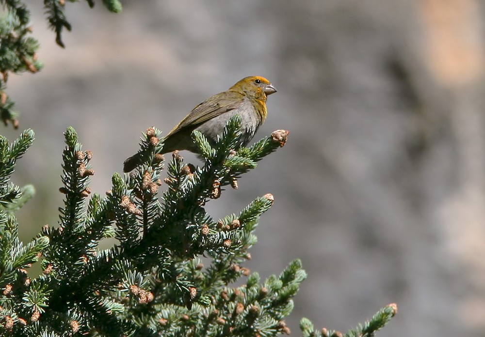 Crimson-browed Finch - ML206041901