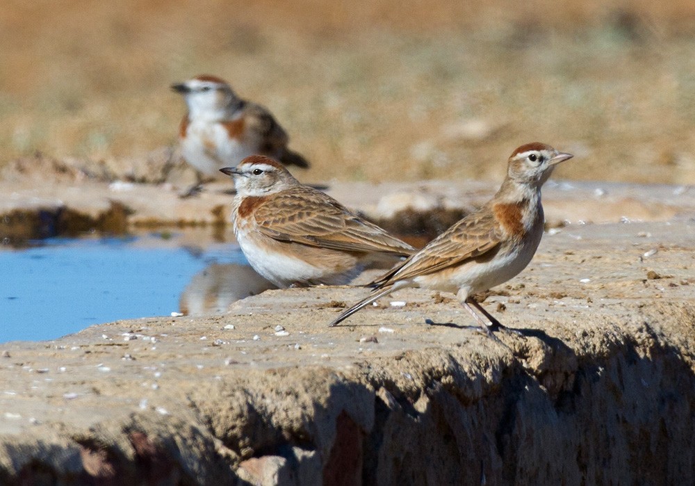 Red-capped Lark - ML206041991