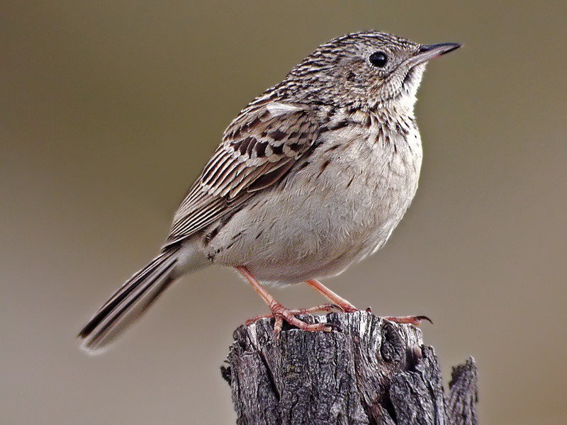 Hellmayr's Pipit - ML206042111