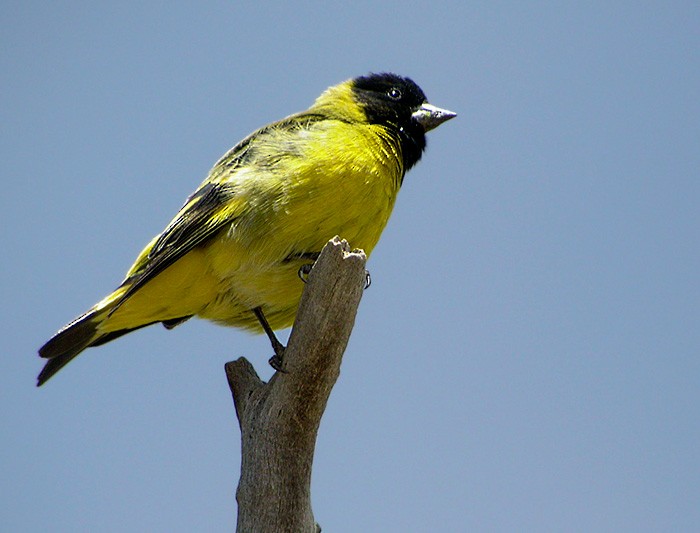 Hooded Siskin - ML206042161