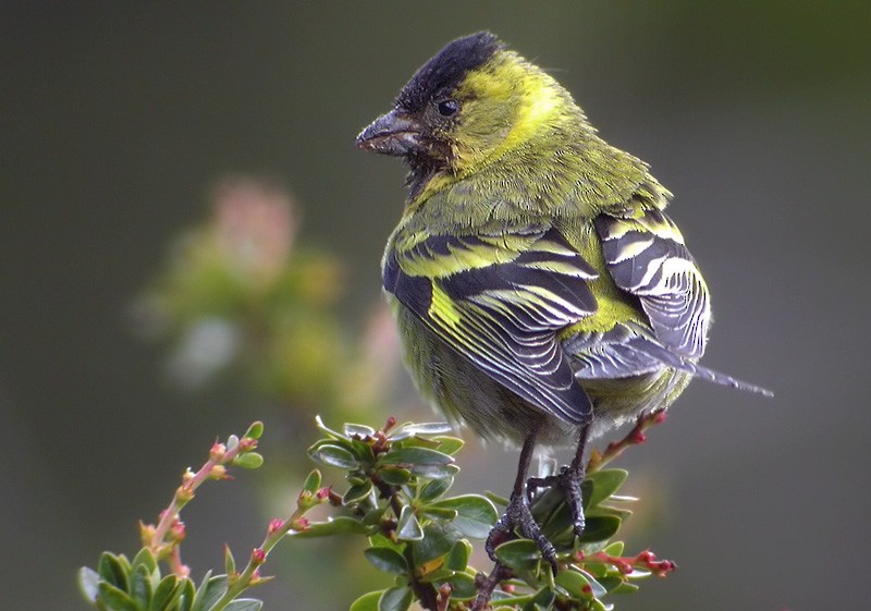 Black-chinned Siskin - ML206042171