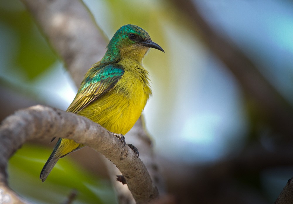 Collared Sunbird - ML206042191