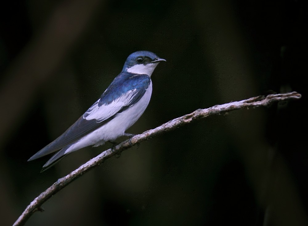 White-winged Swallow - ML206042591