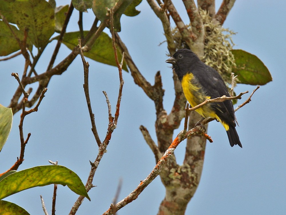 Yellow-bellied Siskin - ML206042671