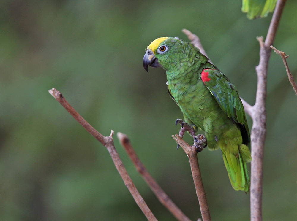 Yellow-crowned Amazon - ML206042721
