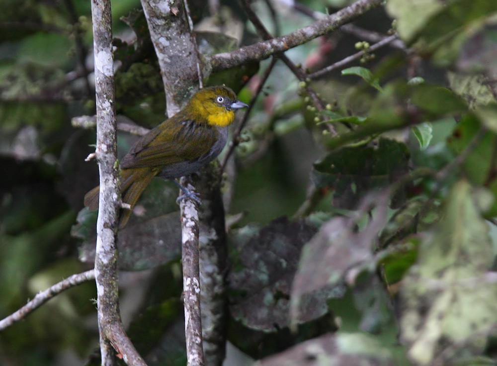 Yellow-throated Chlorospingus (Yellow-throated) - Lars Petersson | My World of Bird Photography