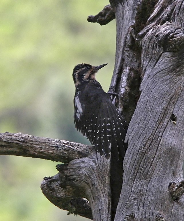 Pico Tridáctilo Euroasiático (funebris) - ML206042861