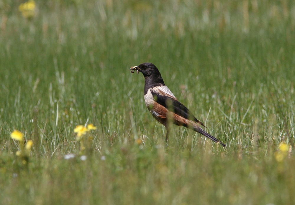 White-backed Thrush - ML206042981