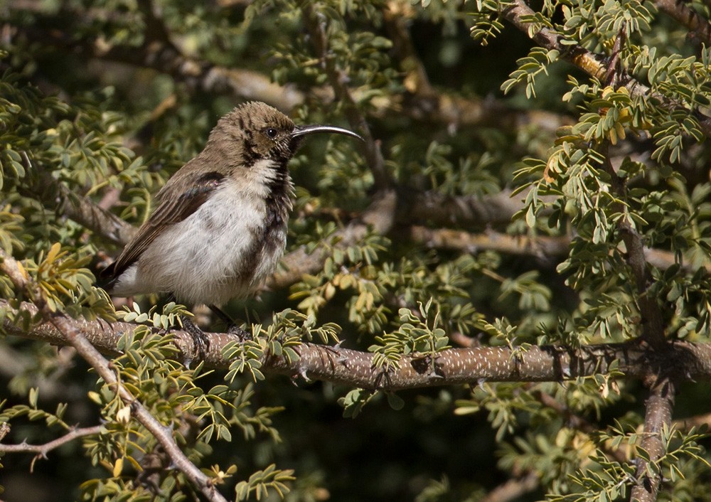 Rußnektarvogel - ML206043181