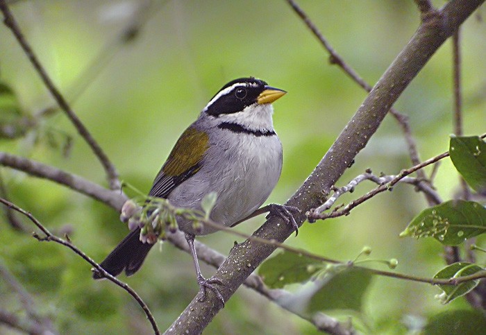 Moss-backed Sparrow - Lars Petersson | My World of Bird Photography