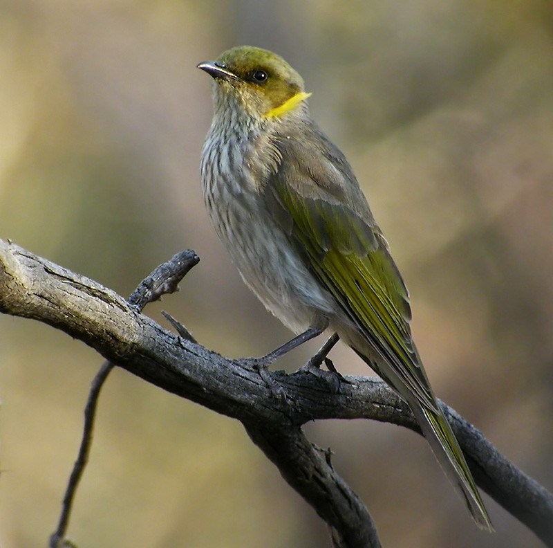 Yellow-plumed Honeyeater - ML206043501