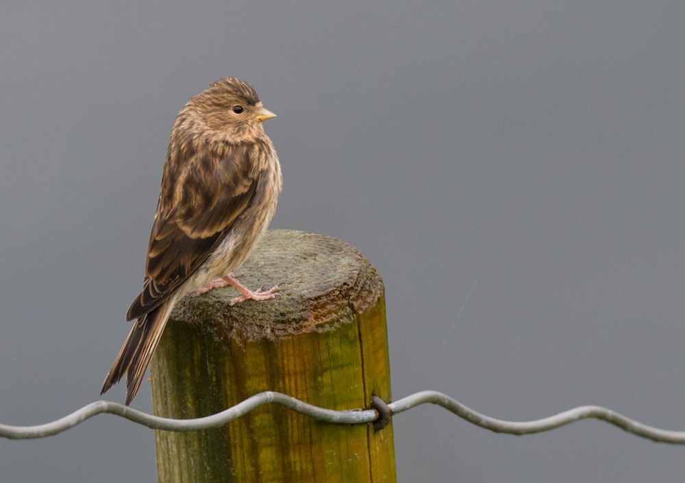 Twite - Lars Petersson | My World of Bird Photography